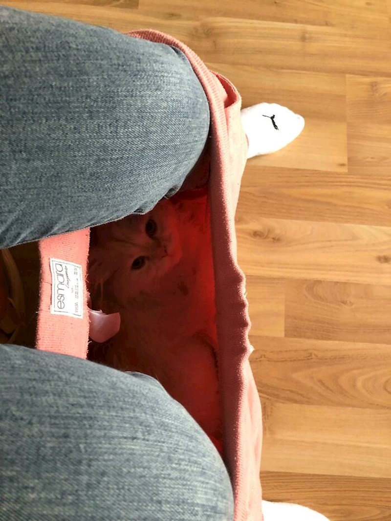 Voli sjediti u hlačama pa vlasnica nosi dodatni par kad je kući