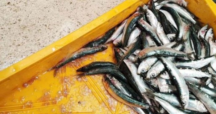 Ljudi su u čudu zbog cijene srdela na splitskoj ribarnici: Ovo je akcija godine!