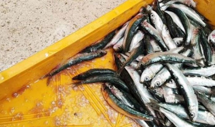 Ljudi su u čudu zbog cijene srdela na splitskoj ribarnici: Ovo je akcija godine!