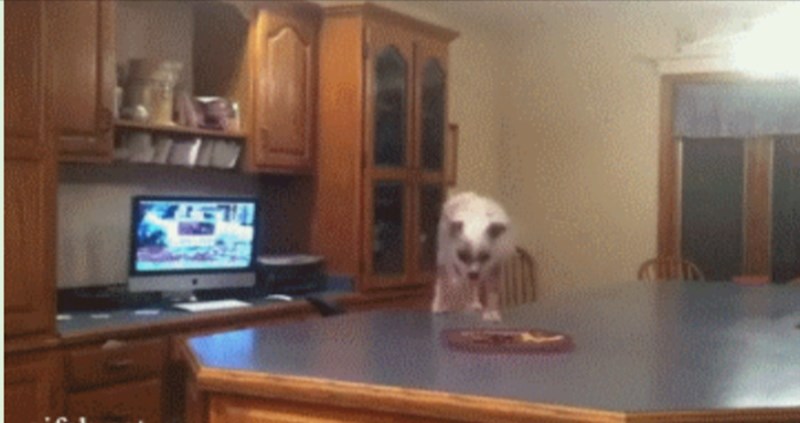 Ovako genijalan pas rijetko se viđa