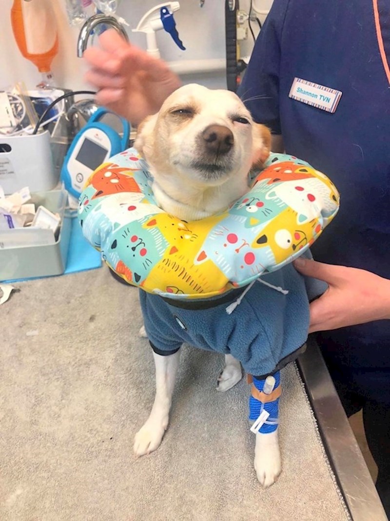 Pas je pronašao kolačiće s marihuanom