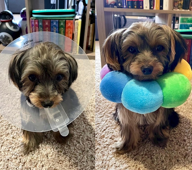 Ne sviđa mu se nositi "ovratnik srama" ali ovaj cvjetić može podnijeti