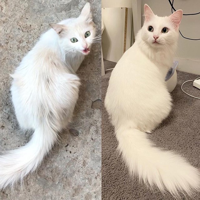 Mačka prije i poslije dolaska u prihvatilište