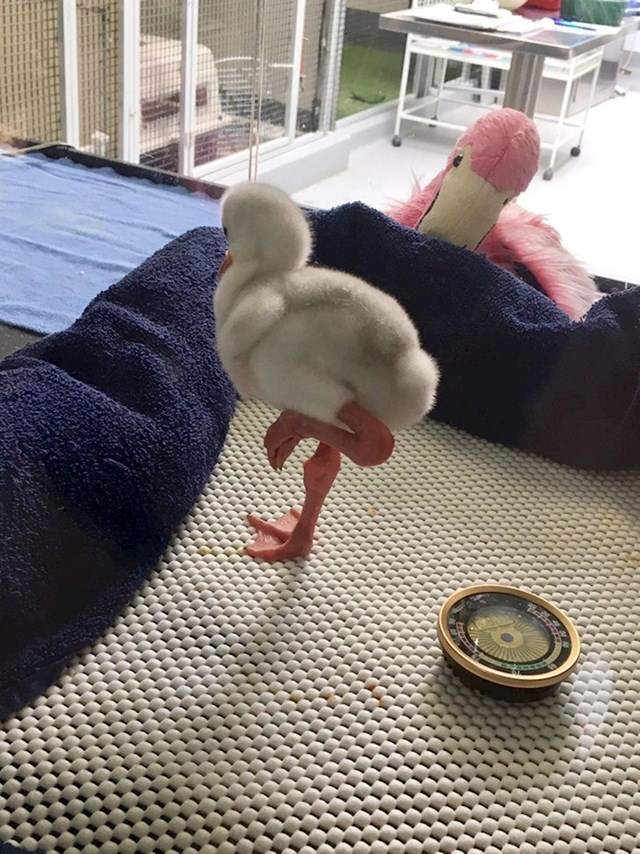 Beba flamingo radi svoj stoj