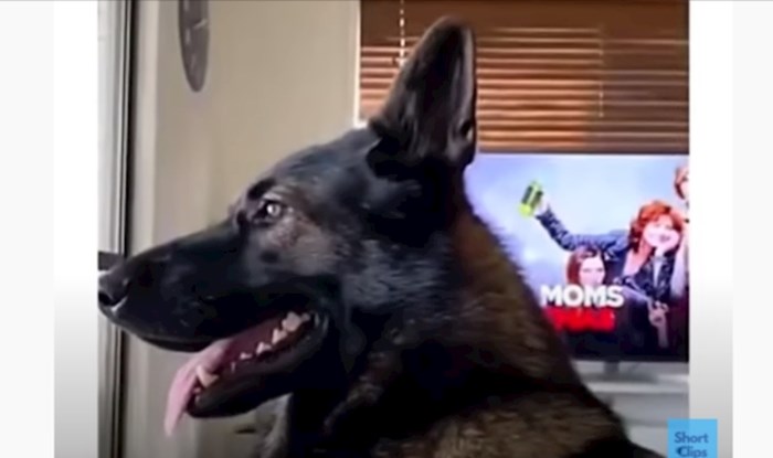 Udomio je policijskog psa pa otkrio njegove super moći