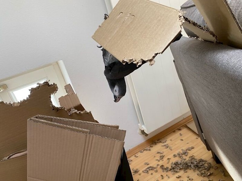 Moja papiga sve živo grize