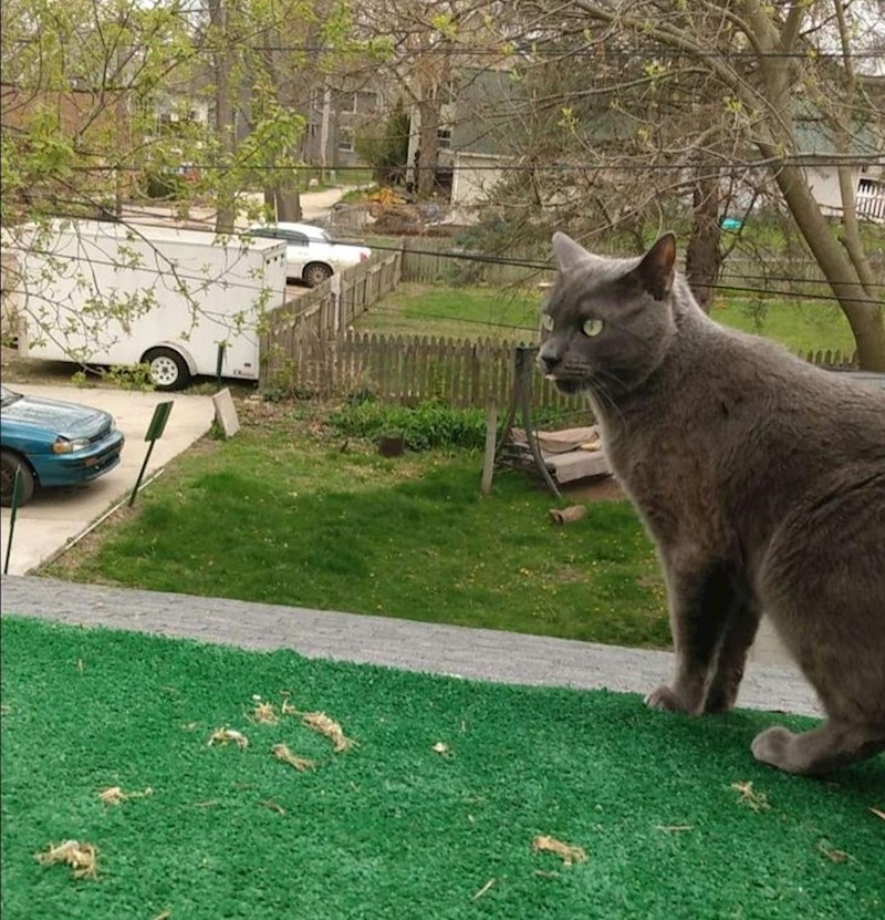 Mačka izgleda monstrouzno veliko