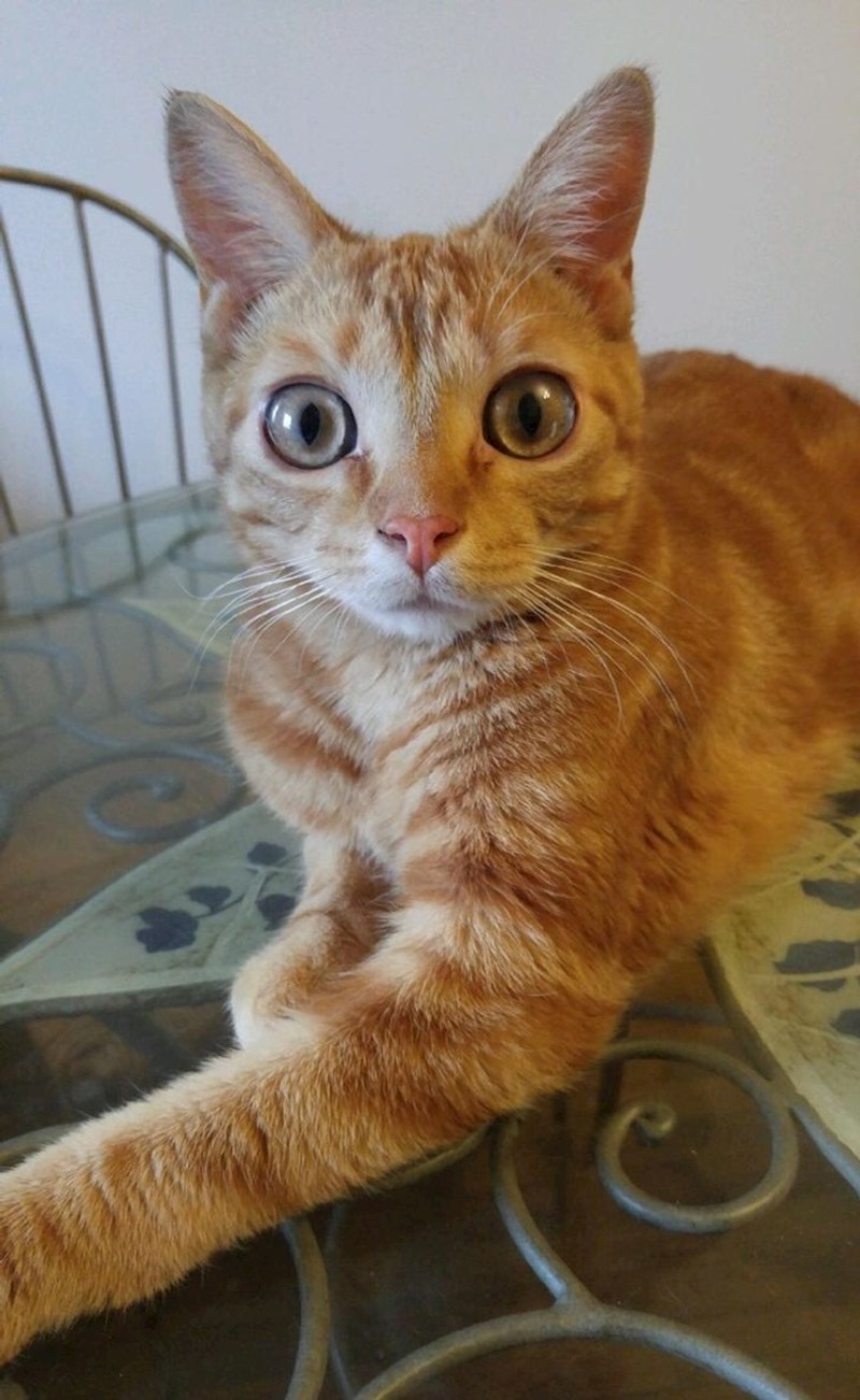 13. Maca s ooogromnim očima