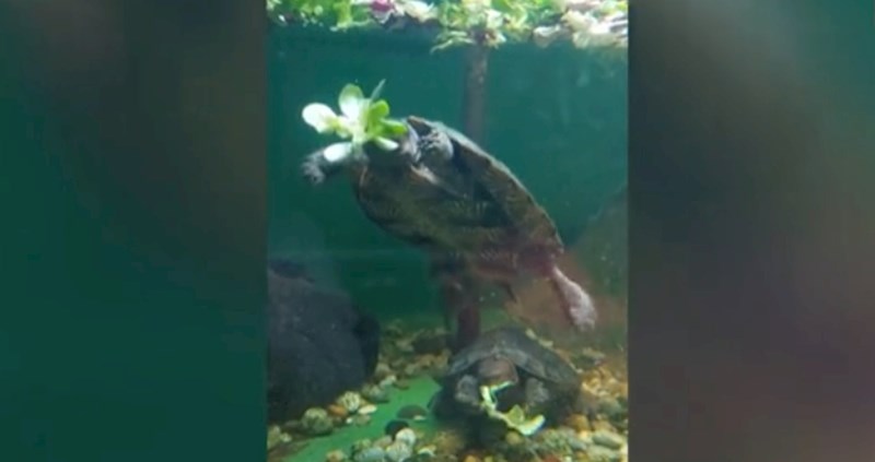 Snimka iz akvarija otkriva kako kornjače jedu pod vodom