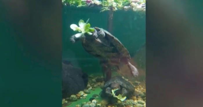 Snimka iz akvarija otkriva kako kornjače jedu pod vodom