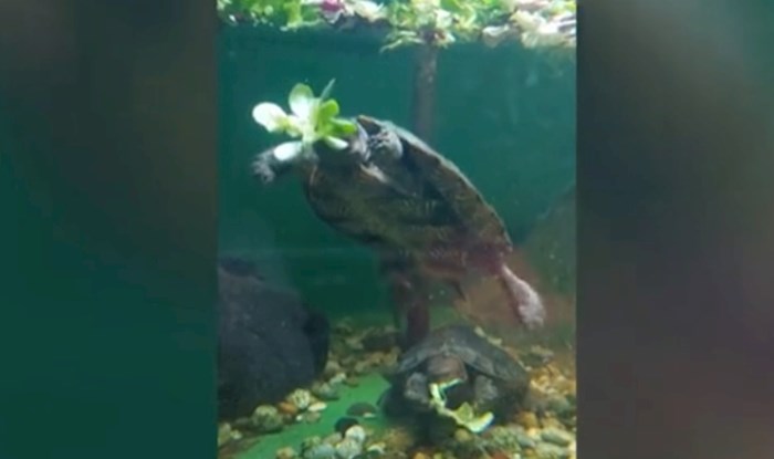 Snimka iz akvarija otkriva kako kornjače jedu pod vodom