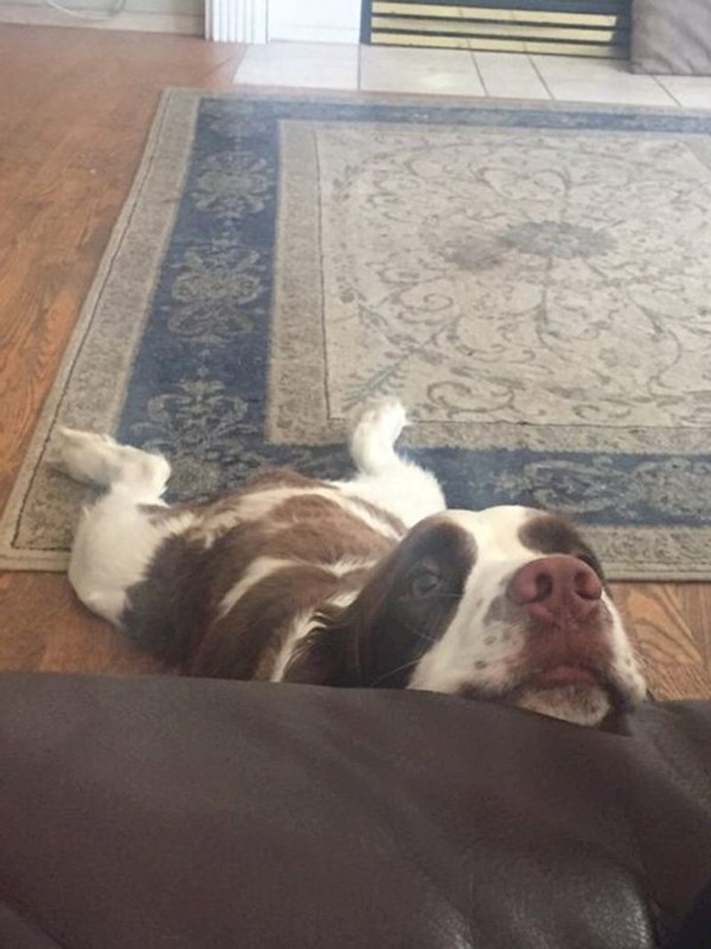 A kako mu ne udovoljiti?