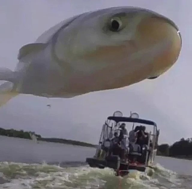 Baš u trenutku fotkanja riba je iskočila iz mora pred kameru