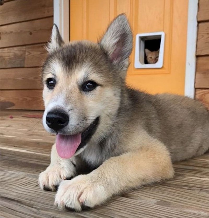 Netko nije sretan što smo udomili psa