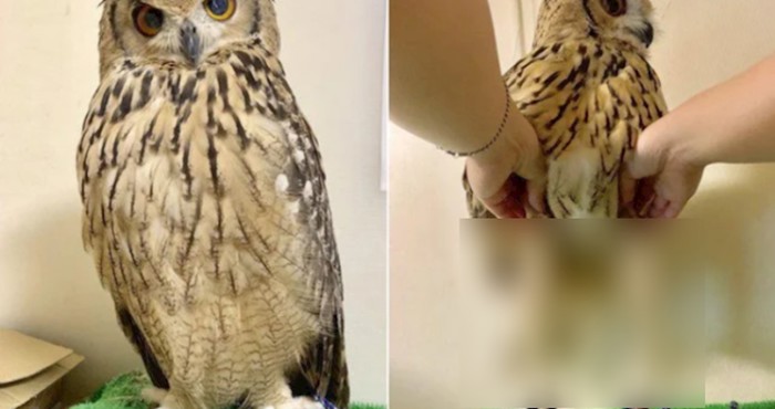 Ovo je genijalno: Sove ispod perja imaju jako dugačke noge, morate ih vidjeti