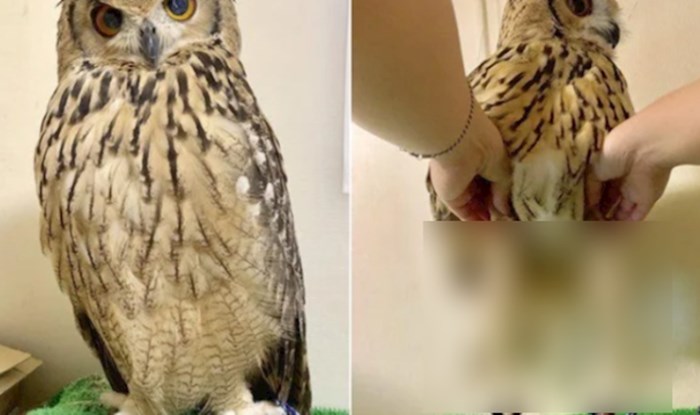 Ovo je genijalno: Sove ispod perja imaju jako dugačke noge, morate ih vidjeti