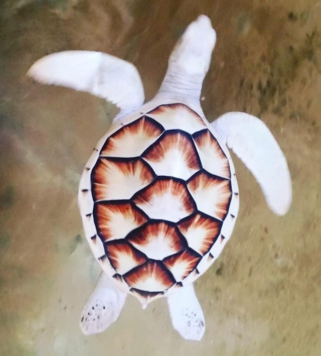 Albino kornjača