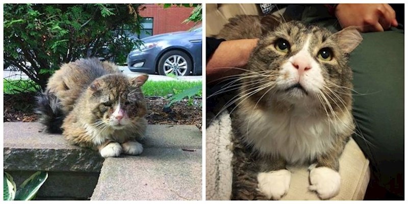 Djevojka je pokupila ovu uličnu mačku. Pogledajte samo koliko se promijenila.