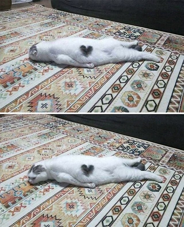 Jedna srčana maca