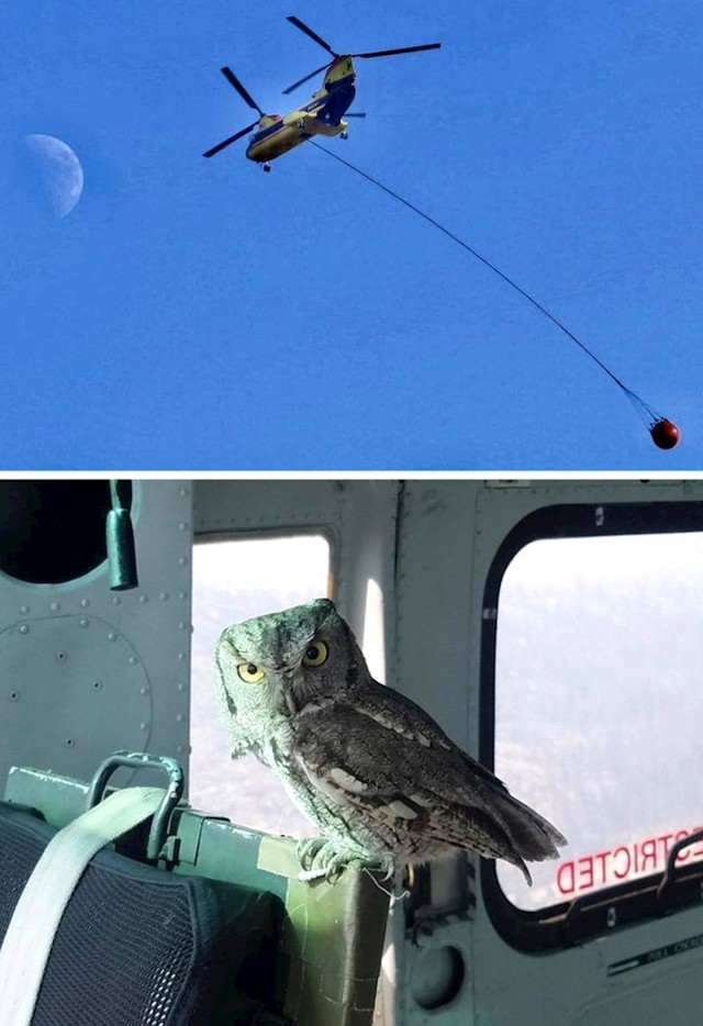 Sova je uletjela ravno u helikopter koji se borio protiv šumskih požara u Kaliforniji. Napila se par kapi vode i odletjela dalje.