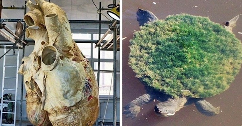 15 slika zanimljivih stvari koje vjerojatno još nikad niste vidjeli