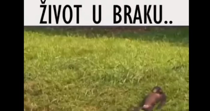 Facebookom se širi video koji prikazuje život u braku, svi se slažu da je točan i urnebesan