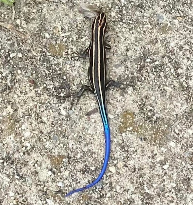 Prekrasan rep na ovom gušteru