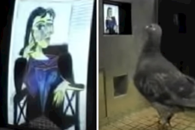 Golubovi mogu naučiti razliku između slika Picassa i Moneta