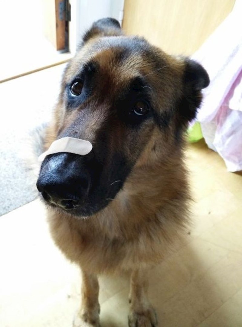 Upoznao se sa susjedinom macom