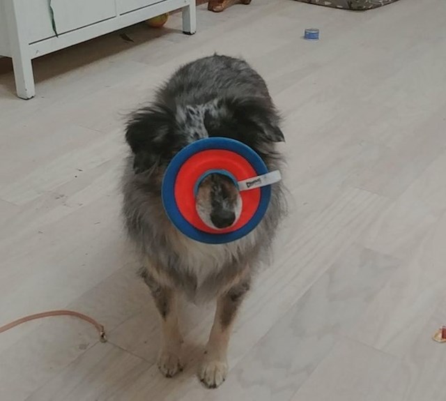 Dobio je novi frizbi pa je uživljen, nema veze što ništa ne vidi