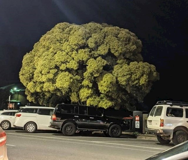 Velika brokula?