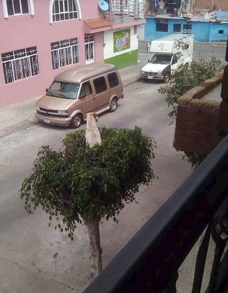 Pas na stablu je definitivno prizor koji se ne via često