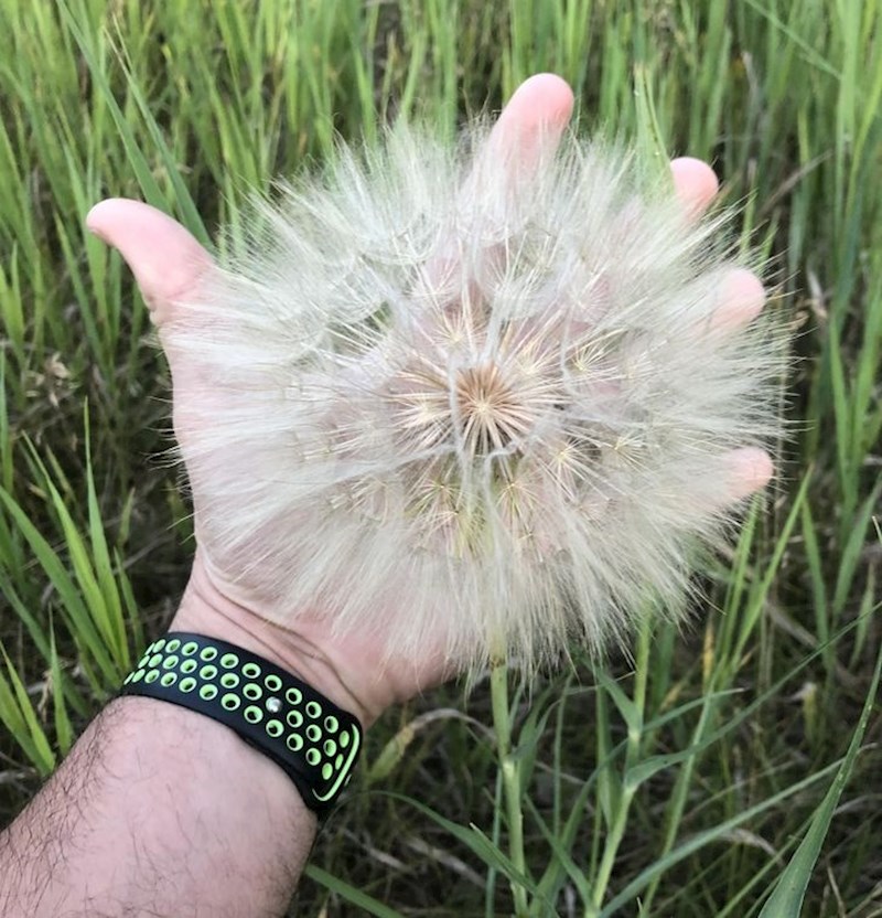 Išla sam u šetnju i pronašla ovaj masivni maslačak