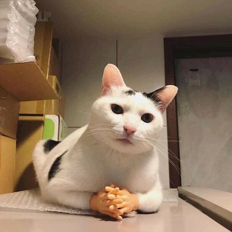 Dobro, da čujem, tko će mi dati jesti i što ste čekali do sada??