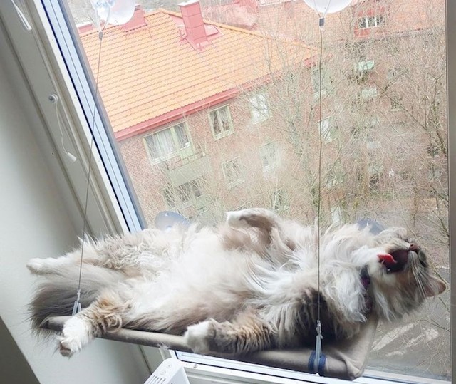 Sve u redu. živa je, samo izgleda kao da nije