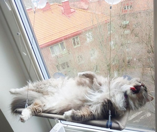 Sve u redu. živa je, samo izgleda kao da nije