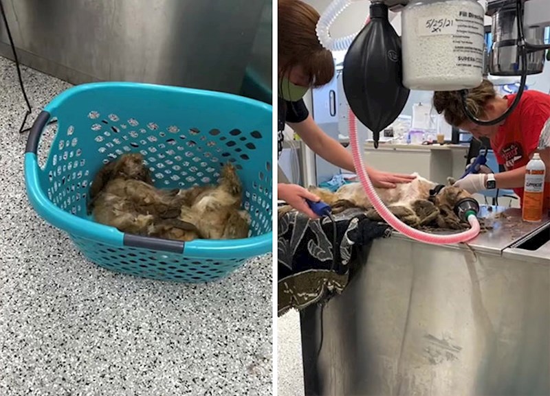 Skinuli su oko 3 kilograma gustih dlaka