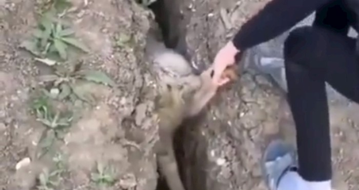 Spasio je ovcu iz rupe, ali ostao je u potpunom šoku zbog onog što se dogodilo nakon