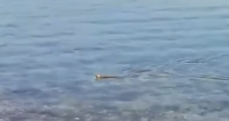 Snimka iz Dalmacije uznemirila ekipu na Fejsu: Ovo ljeto nema kupanja!