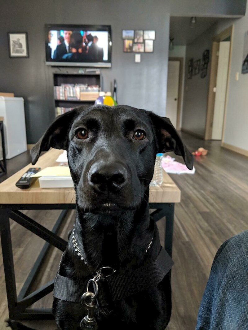 Vlasnik ovog psa je prošlu novu godinu dočekao s pištoljem u ustima razmišljajući o samoubojstvu (veteran je koji pati od PTSP-a), a ovu godinu dočekao je roštiljajući sa svojim psom za kojeg kaže da mu je vratio vjeru u život.