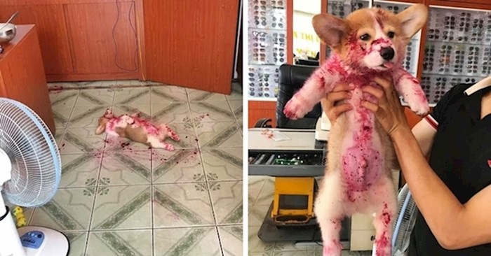 20 urnebesnih fotografija sa psima koje će vam nabaciti osmijeh na lice