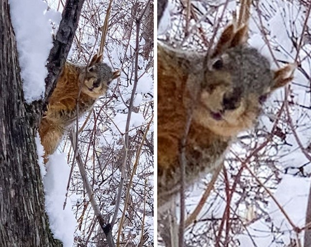 1. Vjeverica iz mog susjedstva koja ima 4 uha