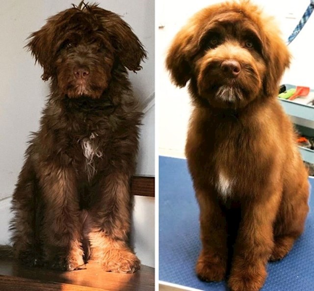 "Ovo je naš pas prije i nakon svog prvog posjeta frizeru za kućne ljubimce!"