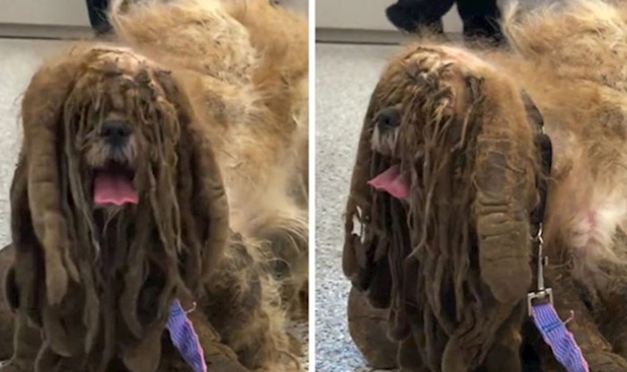 Ovog nesretnog psa pronašli su na cesti, morate vidjeti u što se pretvorio nakon šišanja