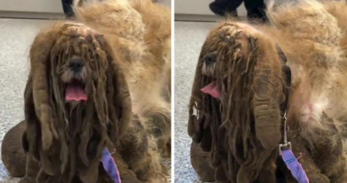 Ovog nesretnog psa pronašli su na cesti, morate vidjeti u što se pretvorio nakon šišanja