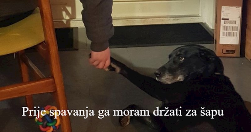 11 neodoljivih fotki životinja zbog kojih ćete odmah poželjeti imati ljubimca