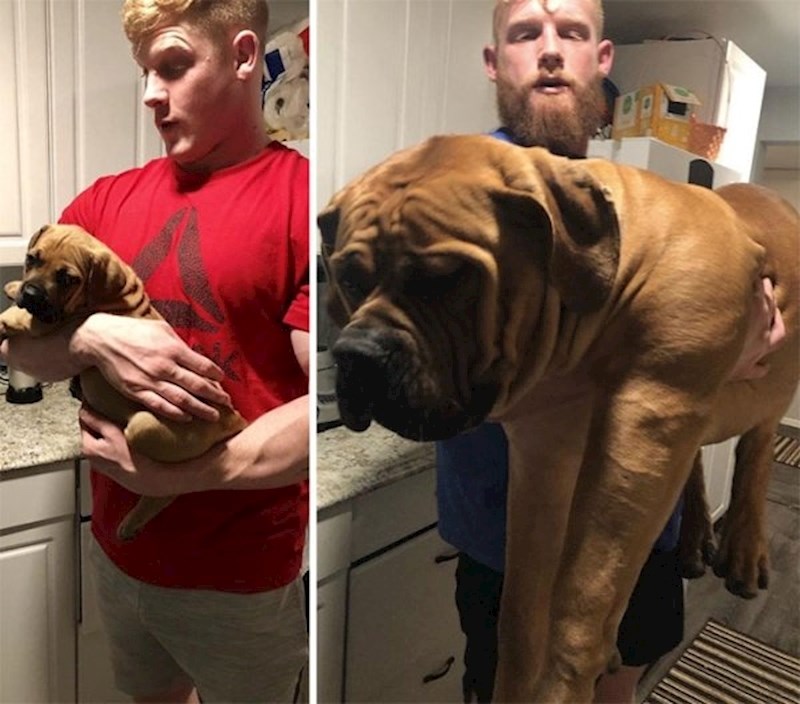 Ovaj pas lijevo ima 2 mjeseca, a desno 10 mjeseci. Razlika je ogromna