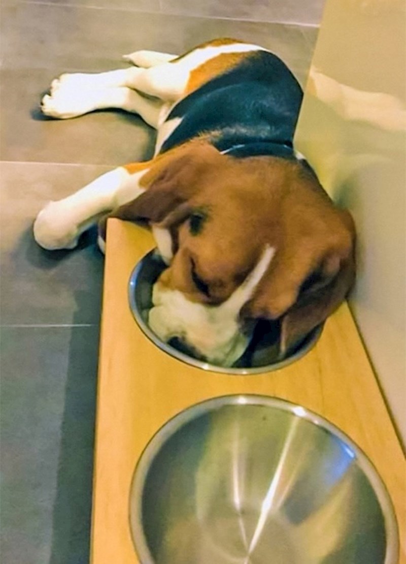 Kad se najedeš i onesvijestiš