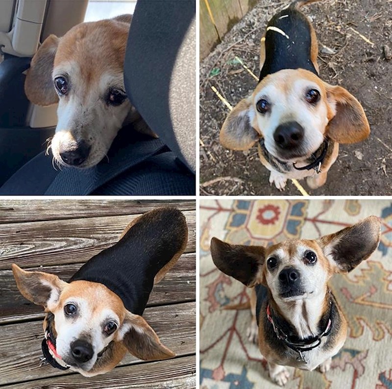 Napredak se vidi po ušima!