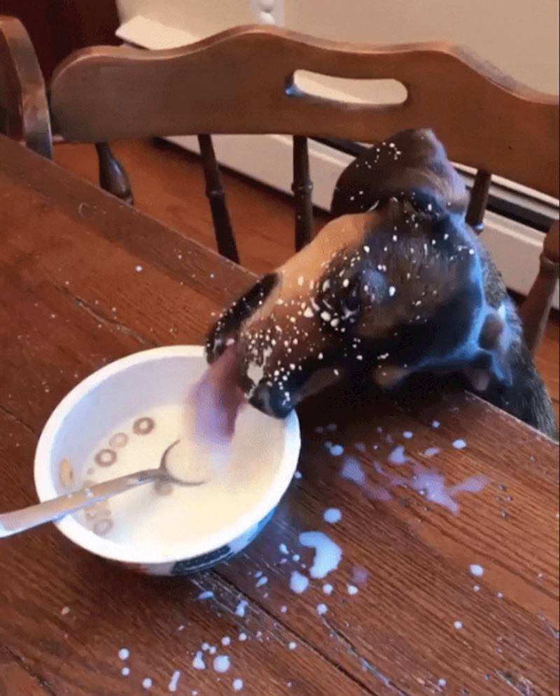 Zazvonio mi je mobitel dok sam doručkavao, kad sam se vratio ovo me dočekalo